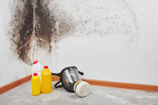 Best Fast Mold Removal  in Midlothian, TX