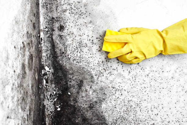 Best Home Mold Removal  in Midlothian, TX