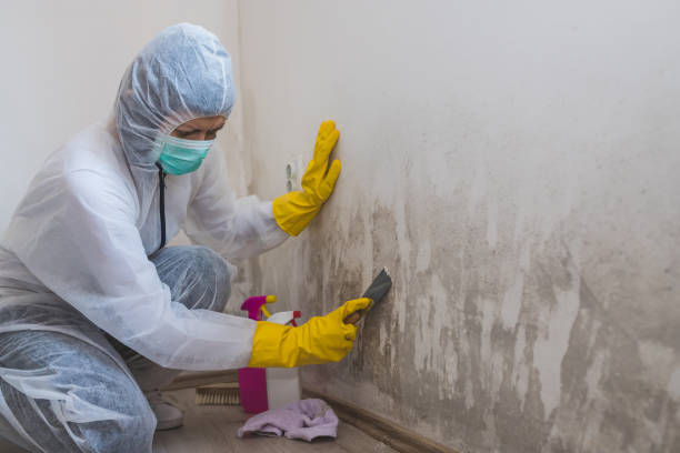 Best Toxic Mold Removal  in Midlothian, TX