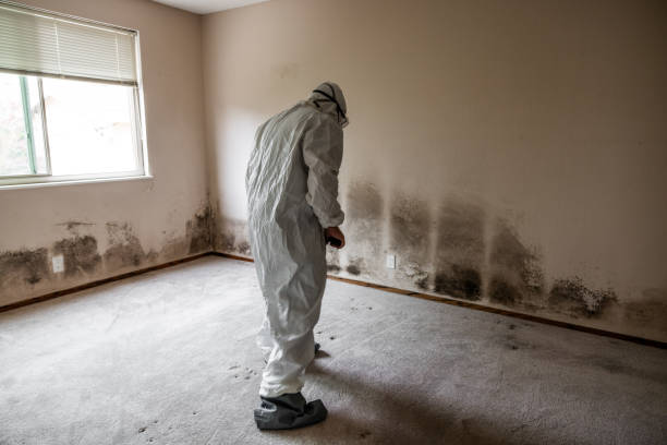 Trusted Midlothian, TX Mold Removal Experts