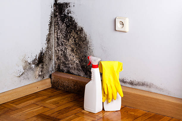 Best Mold Remediation  in Midlothian, TX