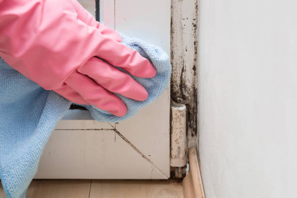 Best Mold Testing  in Midlothian, TX