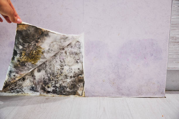 Best Mold Cleaning Services  in Midlothian, TX